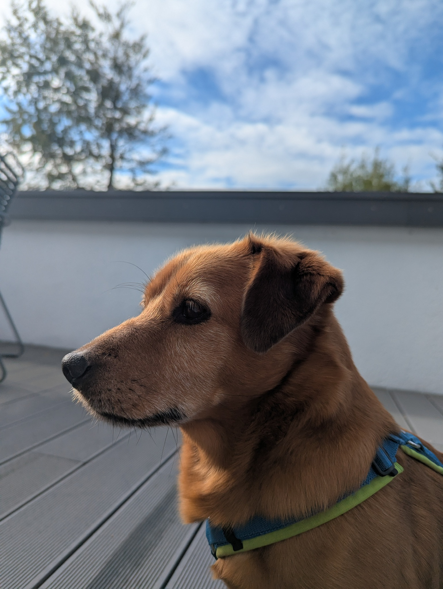 Dingo mit einer selbst geflochtenen Leine im Freien